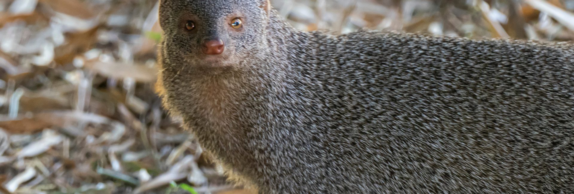 Indian Grey Mongoose (Herpestes edwardsi). The Nilgiris, Tamil N