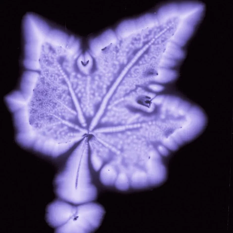 Example Kirlian Photo Leaf